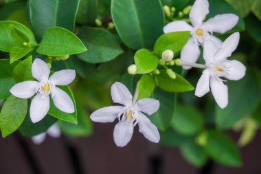 Güzel yeşil yapraklar çalılar ve küçük yıldızlı bembeyaz kar taneleri kokulu çiçek yaprakları, Kış Kiraz Ağacı, Arktik Kar olarak bilinir; Samanyolu ve Tatlı İndrajao