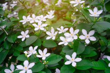 Güzel yeşil yapraklar çalılar ve küçük yıldızlı bembeyaz kar taneleri kokulu çiçek yaprakları, Kış Kiraz Ağacı, Arktik Kar olarak bilinir; Samanyolu ve Tatlı İndrajao