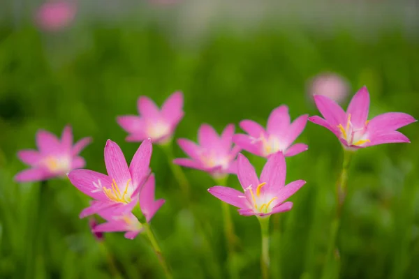 Pequenas Pétalas Lírio Chuva Rosa Bonitas Folha Linear Verde Fresca — Fotografia de Stock