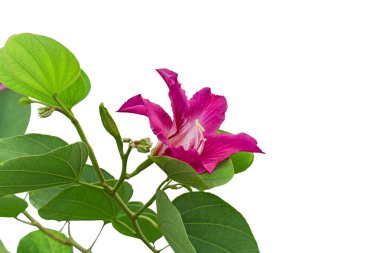 Mor Bauhinia Orkidesi 'nin güzel pembe yaprakları. Hong Kong Orkidesi ve Kelebek ağacı olarak bilinir. Güneydoğu Asya' da tropikal bir bitki.