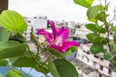 Bulanık şehir arka planında Mor Bauhinia Orkide ağacının güzel pembe yaprakları, Hong Kong Orkidesi ve Kelebek ağacı olarak bilinir, Güneydoğu Asya 'da tropikal bitki