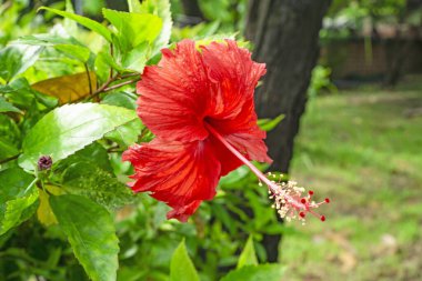 Hawaii amber çiçeğinin büyük kırmızı taç yaprakları, uzun erkek organı, ayakkabı çiçeği, Çin gülü, rosa de sharon, Hawaii devlet çiçeği ve Hawaii dilinde Pua aloalo veya ma 'o hau hele olarak da bilinir.