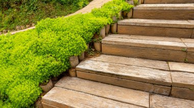 Sedum Angelina bitkisinin iğneye benzeyen yapraklarından taze yeşillik yaprakları ya da ahşap merdiven kenarına yayılan taş kaplama toprak örtüsü.