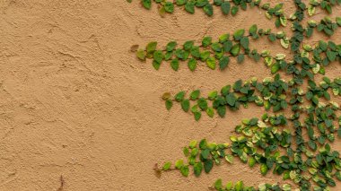 Taze yeşil sürüngen ya da sürünen incir bitkileri Ficus pumila L. Beton duvar arka planının kahverengi eski kaba dokusuna tırmanıyor.