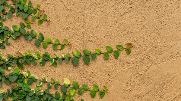 Taze Yeşil Sürüngen Sürünen Incir Bitkileri Ficus Pumila Beton Duvar — Stok fotoğraf