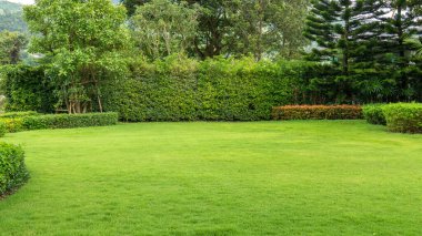 Fresh green burmuda grass smooth lawn as a carpet with curve form of bush, trees on the background, good maintenance lanscapes in a garden under cloudy sky and morning sunlight clipart