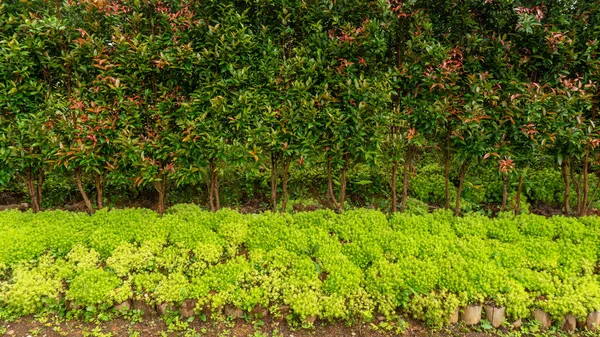 Fresh greenery foliage of needle-like leaves of Sedum angelina plant or stonecrop ground cover plants spreading on the green garden and Brush cherry tree background
