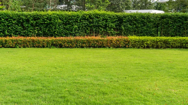 Fresh Green Burmuda Grass Smooth Lawn Carpet Curve Form Bush — Stock Photo, Image