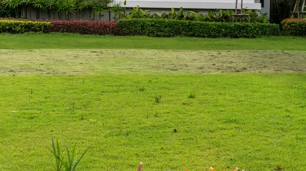 Progressing maintenance the green grass lawn in a garden, heap of turf was cutted on the middle lawn