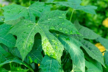 Taze yeşil çimento desenli tropikal bitki yaprağı yağmur damlacıkları suyu, arka planda çiçek açan bulanık sarı yapraklar.  