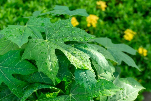 Čerstvě Zelený Pinnately Venace Vzor Tropických Rostlinných Listů Vodou Kapek — Stock fotografie