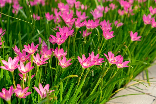 Beautiful little pink Rain flower petals on fresh green linear leaf, pretty tiny vivid corolla blossom under morning sunlight, petite groundcover plant for landscape design, know as Fairy lily