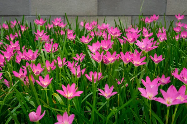 Krásná Růžová Květní Lístky Dešťových Květů Čerstvě Zeleném Lineárním Listě — Stock fotografie