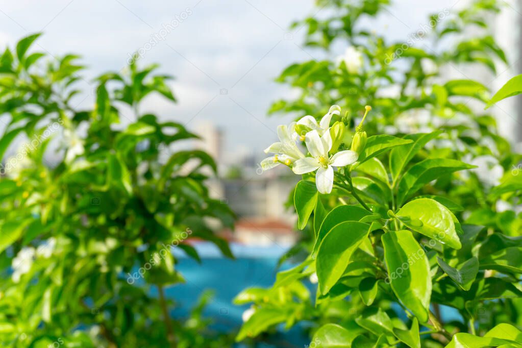 Prettyl white pitals of Orange Jessamine bloosom on green leaf background under sunlight, tropical planting know as Andaman satinwood, China box tree and cosmatic bark, fragrant plant for perfume product