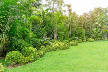Fresh green grass smooth lawn as a carpet with curve form of bush, palm trees in a backyard, good mainternance lanscapes in a luxury house's garden under morning sunlight clipart