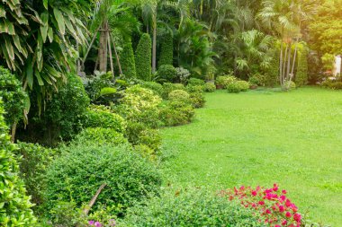 Fresh green grass smooth lawn as a carpet with curve form of bush, trees in a backyard, good mainternance lanscapes in a luxury house's garden under morning sunlight clipart
