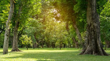 Pürüzsüz yeşil çimlerde bir grup yeşil ağaç parktaki bakım bahçesinde.