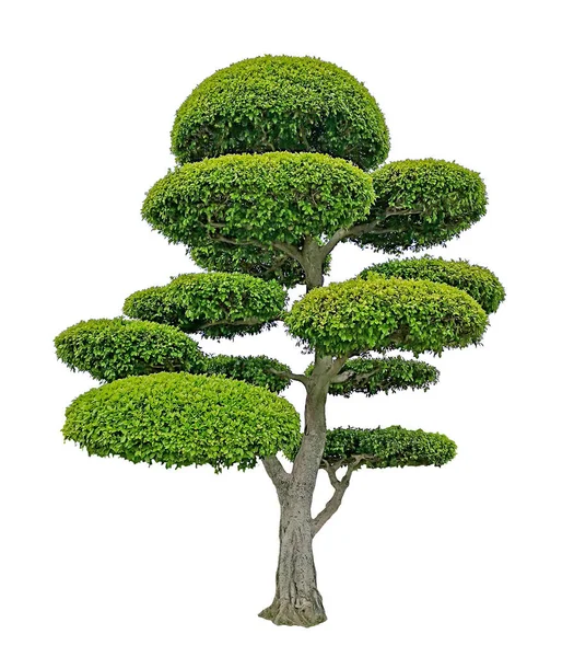 Grüner Ficus Strauchpflanze Isoliert Auf Weißem Hintergrund Grüne Blätter Strauch — Stockfoto