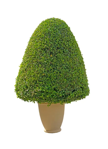 Grüner Ficus Strauchpflanze Blumentopf Isoliert Auf Weißem Hintergrund Grüne Blätter — Stockfoto