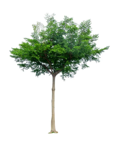 Solo Árbol Aislado Afara Negro Conocido Como Muchos Nombre Son — Foto de Stock