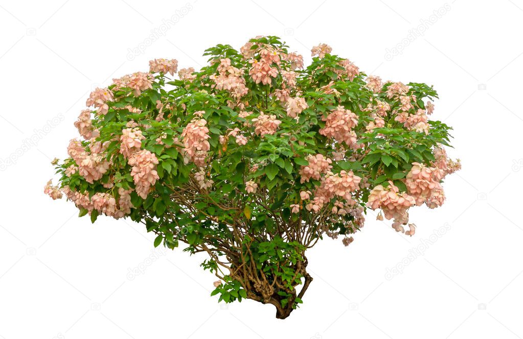 Dona flower plant isolated on white background, green leaves shrub di cut with clipping path