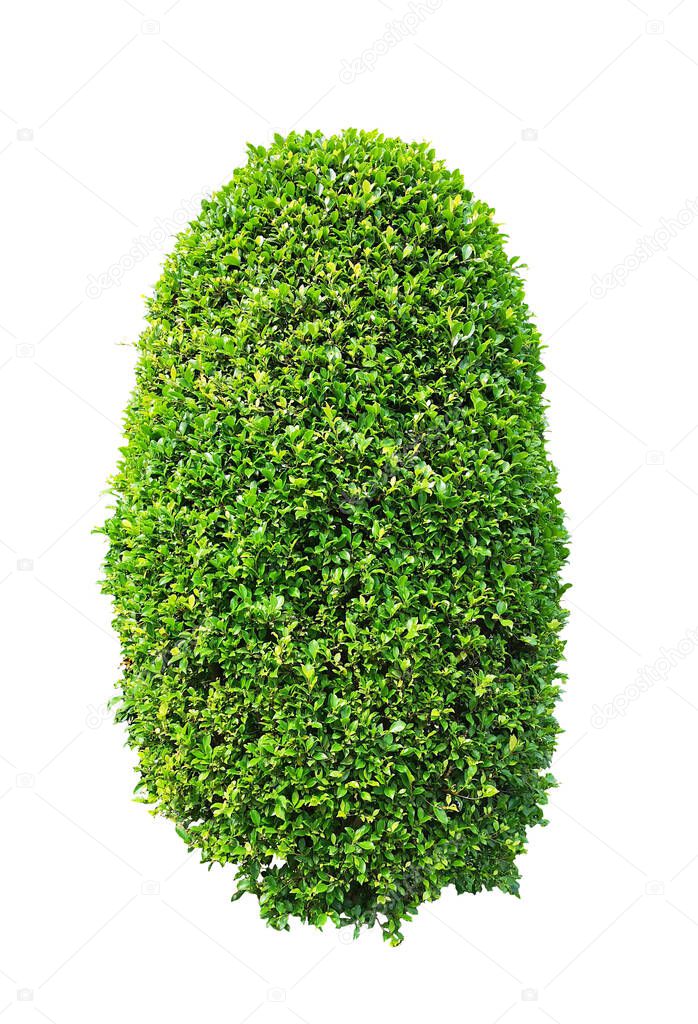 Greenery ficus shrub plant isolated on white background , green leaves bush di cut with clipping path