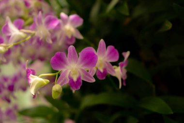 Orkidelerin bahçesi, bir demet pembe taç yaprakları Dendrobium melez orkide çiçekleri koyu yeşil yapraklar üzerinde bulanık arkaplan 