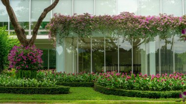 Parktaki orkideler, ağaçlardaki pembe Dendrobium melezi orkide çiçekleri, pembe Siyam lalesi veya yaz laleleri ve cam pencere binasının yanında çiçek açan çiçek.