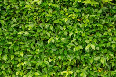 Ficus çalı bitkisinin yeşil yaprak duvarı, yeşillik arka planı için yakın plan