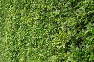 Ficus çalı bitkisinin yeşil yaprak duvarı, yeşillik arka planı için yakın plan