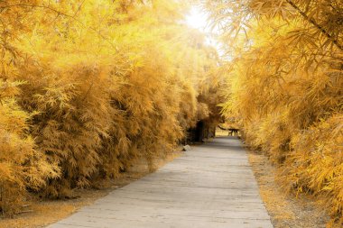 Bambu ağaçlarının altın ve sarı yaprakları ve gri desenli kaldırımlar güneş ışığı altında beton yol