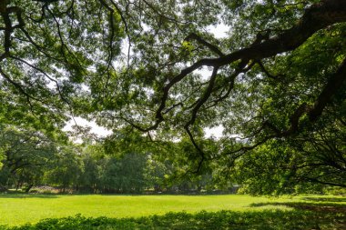 Yeşillik, büyük yağmur ağacının dallarını güneş ışığı altında yeşil çimlerin üzerine serer. Yayınevi parkında bir sürü ağaç vardır. 