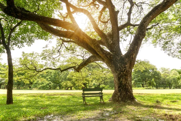 Большие Ветви Зелени Растение Дождевого Дерева Солнцем Утром Рядом Свежей — стоковое фото