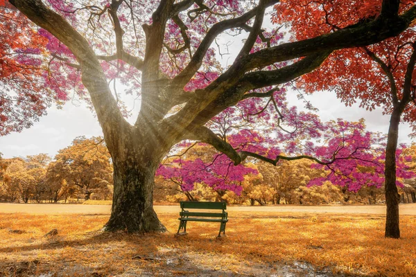 Большое Дождевое Дерево Разноцветными Листьями Розовый Оранжевый Желтый Лист Осенний — стоковое фото