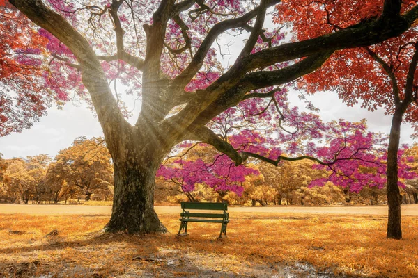 Les Grands Arbres Pluie Planter Avec Des Feuilles Colorées Rose — Photo