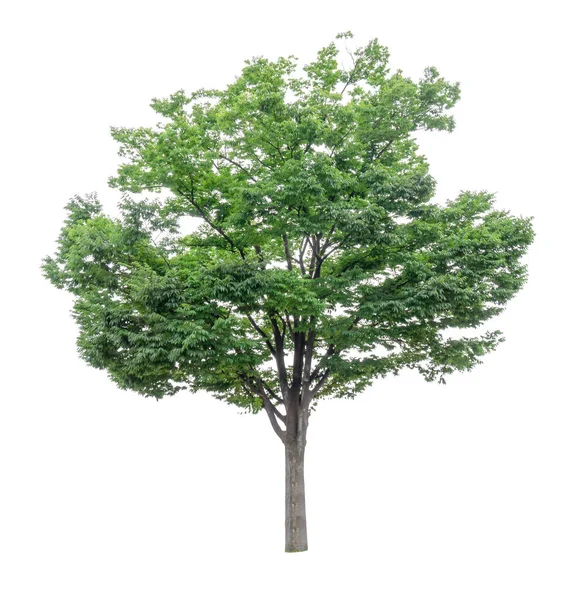 Einzelner Grüner Baum Isoliert Ein Immergrünes Blatt Pflanze Sterben Geschnitten — Stockfoto