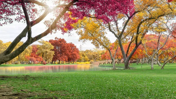 Autunno Foglie Colorate Alberi Con Rosa Arancio Foglia Gialla Sul — Foto Stock