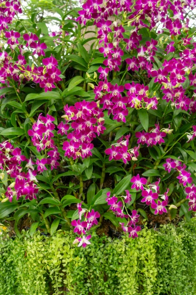 Цветки Фиолетовых Лепестков Dendrobium Hybrid Orchid Зеленых Листьях Дерева Изображение — стоковое фото