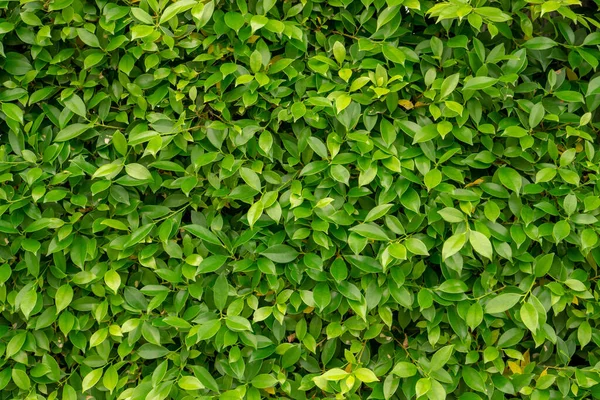 Zielony Liść Ściany Roślin Krzewowych Ficus Zbliżenie Obraz Dla Zieleni — Zdjęcie stockowe
