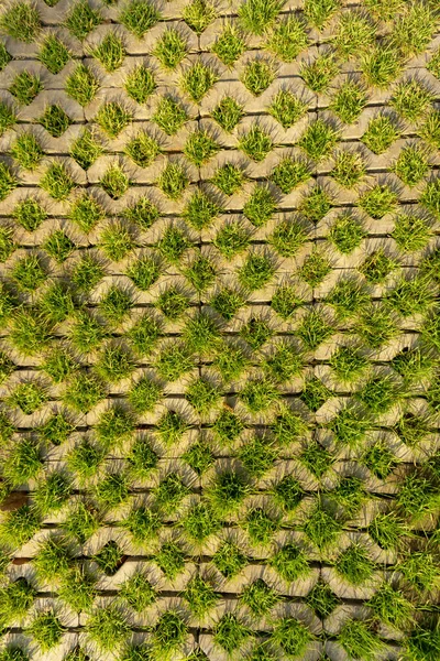 Herbe Verte Fraîche Dans Bloc Gazon Pour Décorer Pelouse Arrière — Photo