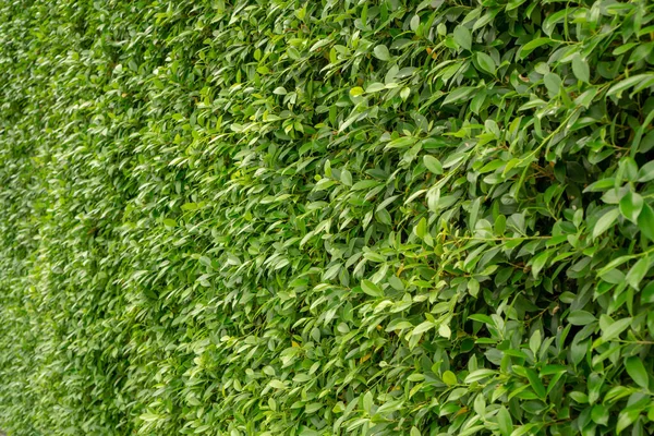 フィカス低木植物の緑の葉壁 緑の自然背景のためのクローズアップ画像 — ストック写真