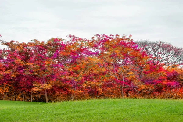 Осень Красочные Листья Деревьев Красным Розовым Оранжевым Желтым Листом Зеленом — стоковое фото