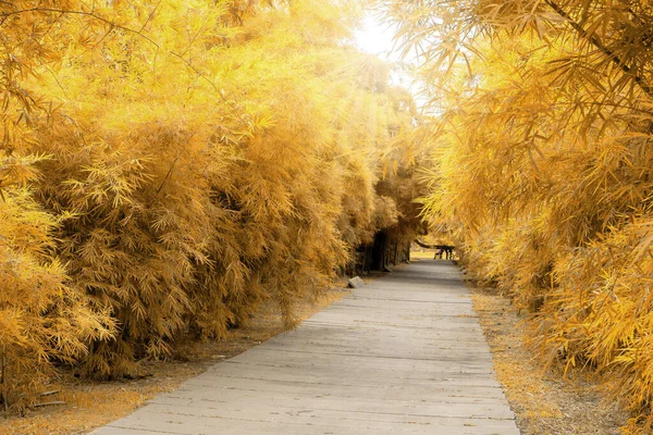 Feuilles Dorées Jaunes Bambous Dallage Gris Trottoir Béton Sous Soleil — Photo