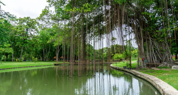 Petit Lac Propre Dans Parc Public Des Arbres Verts Arbustes — Photo