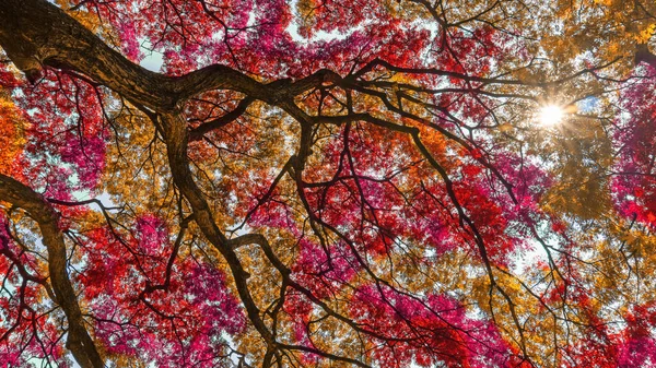 Вид Сверху Большое Дождевое Дерево Разноцветными Листьями Розовый Оранжевый Желтый — стоковое фото