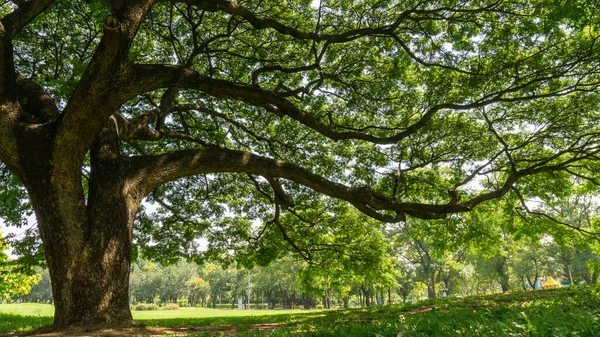 Greenery Leaves Branches Big Rain Tree Sprawling Cover Green Grass — Stock Photo, Image