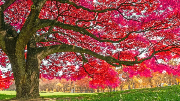 Grande Planta Árvores Chuva Com Folhas Coloridas Laranja Rosa Folha — Fotografia de Stock