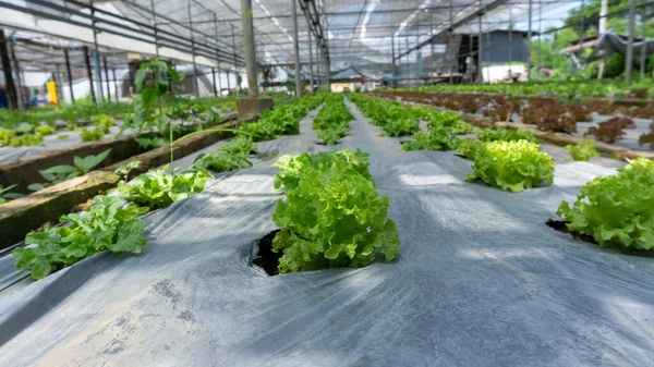 Vegetabilisk Plantering Ekologisk Jordbruksmark Ung Grön Och Röd Blad Sallad — Stockfoto