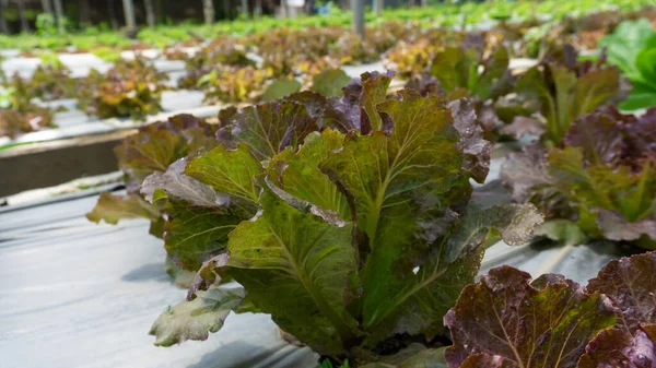 Gemüseanbau Auf Biologischem Ackerland Junger Grüner Und Roter Eichensalat Der — Stockfoto