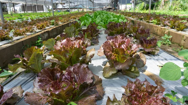 Vegetabilisk Plantering Ekologisk Jordbruksmark Ung Grön Och Röd Blad Sallad — Stockfoto